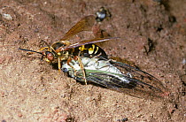 Cicada killer wasp (Sphecius speciosus) female dragging her Cicada prey (Tibicen similaris) back to her burrow while a (Miltogramma sp) female parasitic fly lays eggs on the Cicada, South Carolina, US...