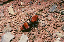 Cow killer velvet-ant mutillid wasp (Dasymutilla occidentalis) female, South Carolina, USA