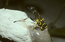 Mud-dauber wasp (Sceliphron fistularium) adding a cell to her nest in Amazonian rainforest, Brazil