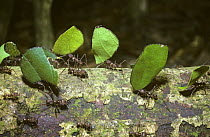 Leaf-cutting ants (Atta sexdens) returning to their nest with cut off portions of leaf for their fungus garden, in rainforest, Brazil