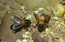Giant oriental honey bee (Apis dorsata) worker bees drinking on riverside sand in rainforest, Malaysia