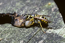 Eastern yellowjacket wasp (Vespula maculifrons) dismembering a caterpillar to take back to the nest as food for the larvae, South Carolina, USA