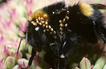 White tailed bumble bee (Bombus lucorum) queen infested with phoretic deutonymphs of the mite {Parasitellus fucorum} UK