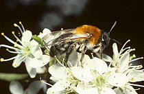 Solitary mining bee (Andrena nitida ssp. pubescens}on Blackthorn blossom in early spring, UK