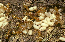 Yellow meadow ant (Lasius flavus), workers and pupae in their nest under a stone, UK