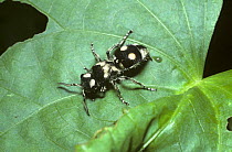Velvet-ant / mutillid wasp (Hoplomutilla opima) warningly coloured, in rainforest, Trinidad