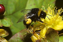 Buff-tailed bumble bee (Bombus terrestris) worker with well-filled pollen sacs foraging on Tall Tutsan flower (Hypericum x inodorum)  UK