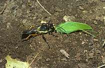 Hunting wasp (Sphex tomentosus) dragging a katydid (Eurycorpha sp) back to her nest, in tropical dry forest, Kenya
