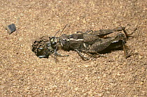 Hunting wasp (Prionyx kirbyi) dragging a paralysed grasshopper to her nest burrow, in savannah, Kenya