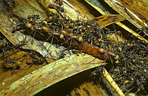 Army ant (Eciton burchelli) workers co-operating to carry a large centipede prey back to their bivouac, in rainforest, Trinidad