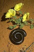 Giant millipede (Archispirostreptus sp) coiled up defensively in the Kalahari Desert, South Africa