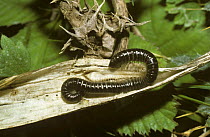 White-legged snake millipede (Tachypodoiulus niger) in woodland, UK