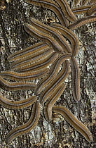 Flat-backed millipede (Polydesmidae) assembling to feed on a log, in rainforest, Costa Rica