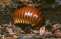 Giant pill millipede (Sphaerotherium sp) feeding on rotten wood on the floor of tropical dry forest, Madagascar