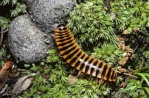 Warningly coloured flat-backed millipede (Sigmoria sp) in deciduous forest, Tennessee, USA