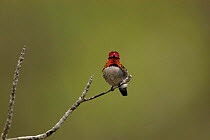 Bee hummingbird {Mellisuga / Calypte helenae} zapata swamp, Cuba