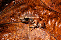 Atkins robber frog {Eleutherodactylus atkinsi} Alexanda von Humboldt  NP, Cuba