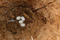 Nest and eggs of Cuban amazon parrot {Amazona leucocephala} in Palm tree, Cuba