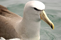 Salvin's Albatross {Thalassarche salvini}. Kaikoura, South Island, New Zealand