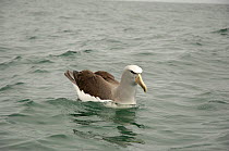 Salvin's Albatross {Thalassarche salvini} Kaikoura, South Island, New Zealand