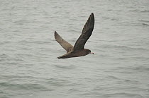 Flesh-footed Shearwater (Puffinus carneipes) in flight, Kaikoura, South Island, New Zealand