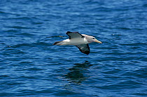Salvin's albatross {Thalassarche salvini} Kaikoura, South Island, New Zealand