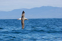 Salvin's albatross {Thalassarche salvini} flying low over sea, Kaikoura, South Island, New Zealand