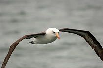 Campbell albatross {Thalassarche impavida} in flight, Kaikoura, South Island, New Zealand