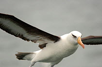 Campbell Albatross {Thalassarche impavida} in flight, Kaikoura, South Island, New Zealand