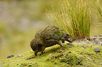Juvenile Kea parrots {Nestor notabilis} feeding, Nr Milford Sound, South Island, New Zealand