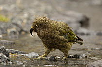 Kea parrot {Nestor notabilis} preparing to bathe in upland stream, Nr Milford Sound, South Island, New Zealand