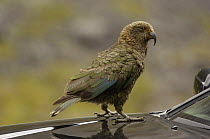 Kea parrot {Nestor notabilis} standing on car bonnet, Nr Milford Sound, South Island, New Zealand