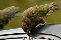 Juvenile Kea parrot {Nestor notabilis} chewing rubber seals on car door, Nr Milford Sound, South Island, New Zealand