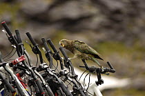 Juvenile Kea parrot {Nestor notabilis} chewing rubber on bicycle handlebars, Nr Milford Sound, South Island, New Zealand
