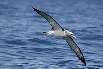 Salvins Albatross {Thalassarche salvini} in flight over sea, South Island, New Zealand