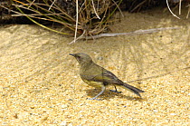 Bellbird {Anthornis melanura} searching for food on beach, Ulva Island, South Island, New Zealand