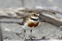 Banded Dotterel / Double banded plover {Charadrius bicinctus} male, Okarito Lagoon, South Island, New Zealand