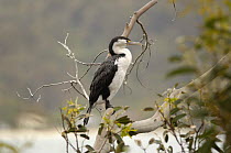Pied shag / cormorant {Phalacrocorax varius} perching in tree, Stewart Island, South Island, New Zealand