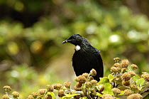 Tui / Parson bird {Prosthemadera novaeseelandiae} Ulva Island, South Island, New Zealand