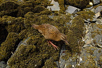 Weka {Gallirallus australis} feeding on rocky shoreline, Ulva Island, South Island, New Zealand