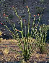 Flowering Ocotillo (Fouquieria splendens) at sunrise, Cabeza Prieta Mountains, Cabeza Prieta National Wildelife Refuge, Arizona