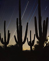 Saguaro Cacti (Carnegiea gigantea) silhouetted against night sky with star trails, time exposure for 5 hours after midnight, Cabeza Prieta National Wildlife Refuge, Arizona. New Years 2000