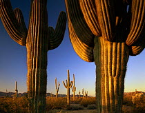 Trunks of Saguaro Cacti (Carnegiea gigantea) at sunrise, Cabeza Prieta National Wildlife Refuge, Arizona. January 1st 2000