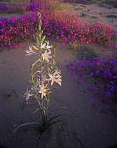 Desert Lilly (Hesperocallis undulata) and Sand Verbena (Abronia villosa) Mohawk Dunes, Barry M. Goldwater Range, Arizona