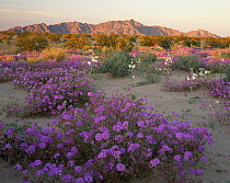 Desert Sand Verbena (Abronia villosa) and Desert Lillies (Hesperocallis undulata) at sunset, Mohawk Dunes, Barry M. Goldwater Range, Arizona