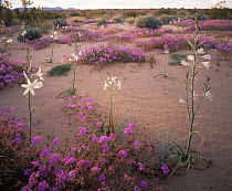 Desert Lillies (Hesperocallis undulata) and Desert Sand Verbena (Abronia villosa) at sunset, Mohawk Dunes, Barry M. Goldwater Range, Arizona