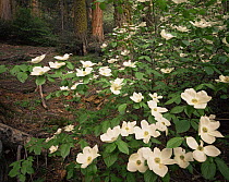 Pacific Dogwood (Cornus nuttallii) in flower with Sequoia and White Fur tree trunks in background, Sequoia National Park, California