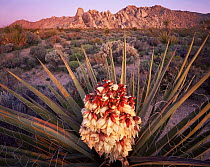Flowering Mojave Yucca (Yucca schigigera) with the Granite Mountains in the background, dawn, Mojave National Preserve, California