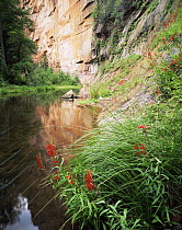 West Fork Oak Creek with flowering Cardinal Flower (Lobelia cardinalis) Coconino National Forest, Arizona