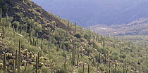 Sand Tank Mountains with a large number of back lit Saguaro cacti (Carnegiea gigantea) Goldwater Range, Arizona